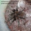 OBLIGATE BURROWER HIGH HUMID CARESHEET